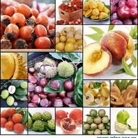 Minh Khang Agricultural Products - Minh Khang Import Export Company Limited