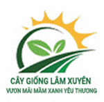 Lam Xuyen Seeds