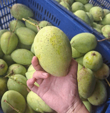 Nông Sản Đồng Tháp - Công Ty Cổ Phần TMDV XNK Tổng Hợp QTTT Đồng Tháp