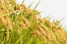 Những Trang Vàng - Video Nông Nghiệp Tam Dương Bắc - Công Ty TNHH Tam Dương Bắc